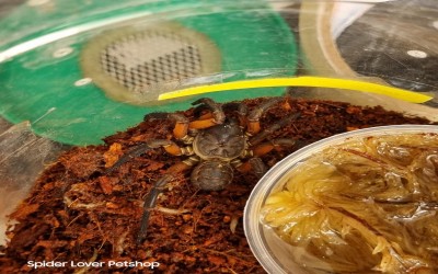 LIPHISTIUS TRAPDOOR SPIDER
